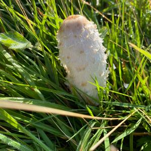 Shaggy Mane