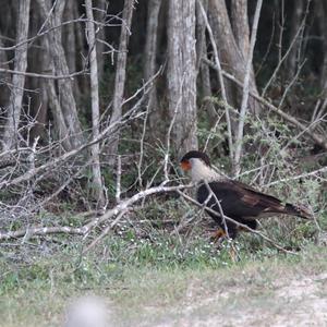 Crested Caracara