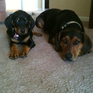 Black and Tan Coonhound