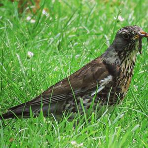 Fieldfare