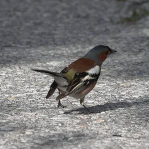 Eurasian Chaffinch