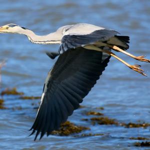 Grey Heron