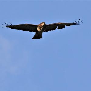 Common Buzzard