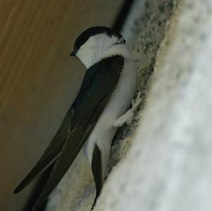 Northern House-martin