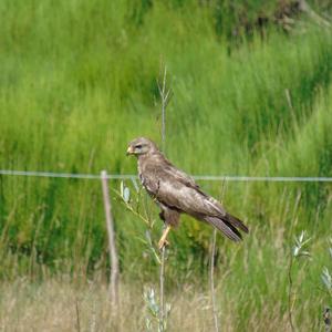 Long-legged Buzzard