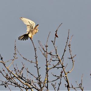 Common Kestrel