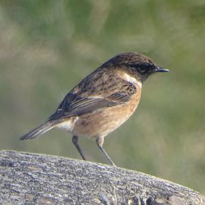 European stonechat