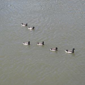 Brent Goose