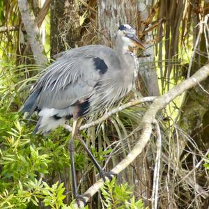 Great Blue Heron