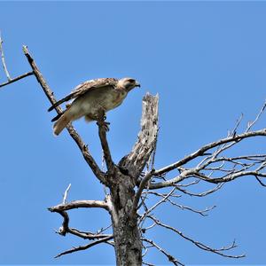 Rotschwanzbussard