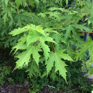 Sweetgum (American)