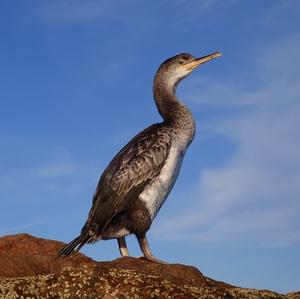 Great Cormorant