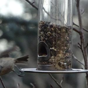 Coal Tit