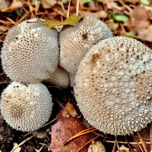 Gem-studded Puffball