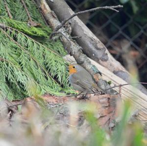 European Robin