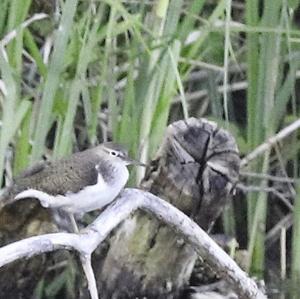 Common Sandpiper