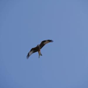 Red Kite