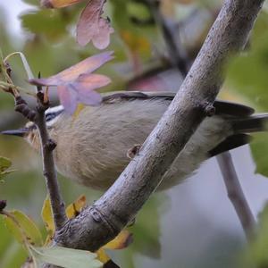 Wintergoldhähnchen