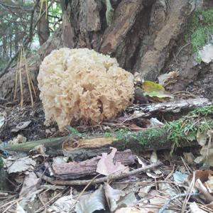 Eastern Cauliflower Mushroom