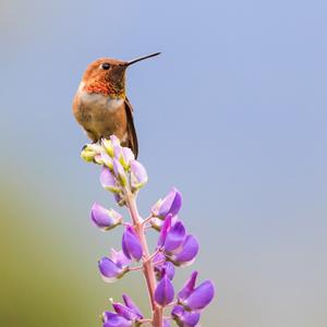 Rufous Hummingbird