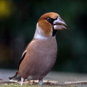 Hawfinch