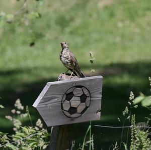 Mistle Thrush