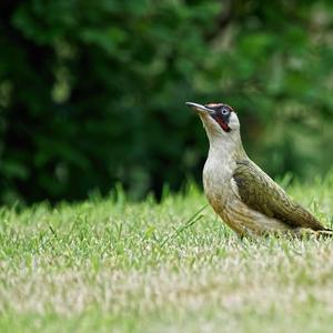 Eurasian Green Woodpecker