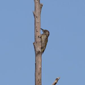 Eurasian Green Woodpecker