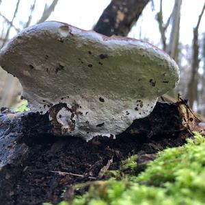 Tinder Polypore