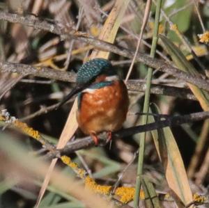 Common Kingfisher