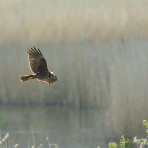 Western Marsh-harrier