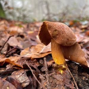 Peppery Bolete