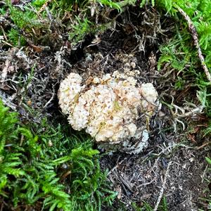 Eastern Cauliflower Mushroom