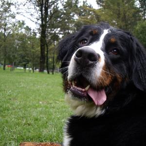 Bernese Mountain Dog