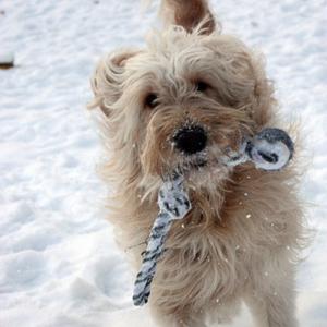 Unknown Breed