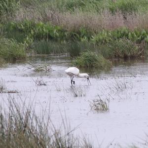 Eurasian Spoonbill