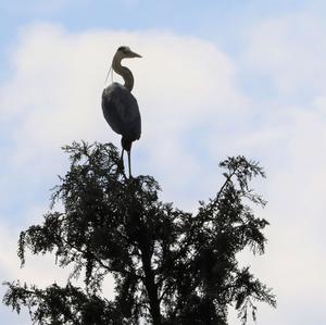 Grey Heron