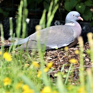 Common Wood-pigeon