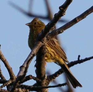 Yellowhammer