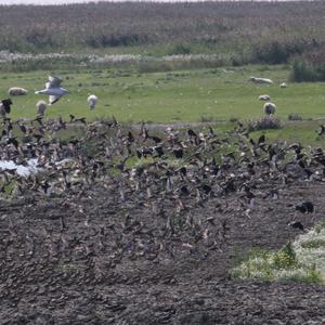 Northern Lapwing