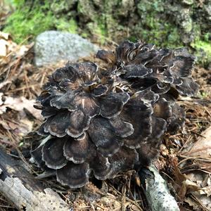 Hen-of-the-Woods