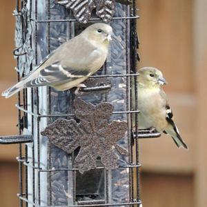 American Goldfinch