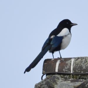 Black-billed Magpie