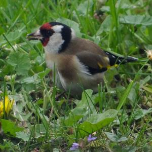 European Goldfinch