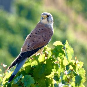 Common Kestrel