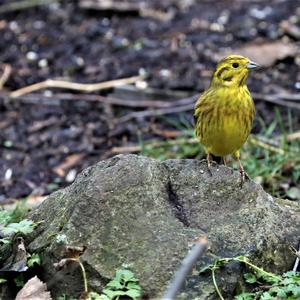 Yellowhammer