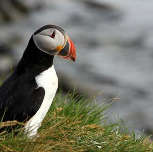 Atlantic Puffin