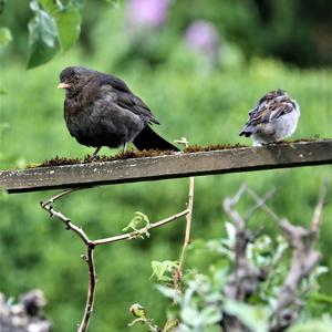 Eurasian Blackbird