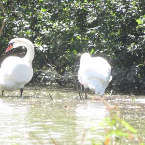 Mute Swan