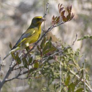 European Greenfinch